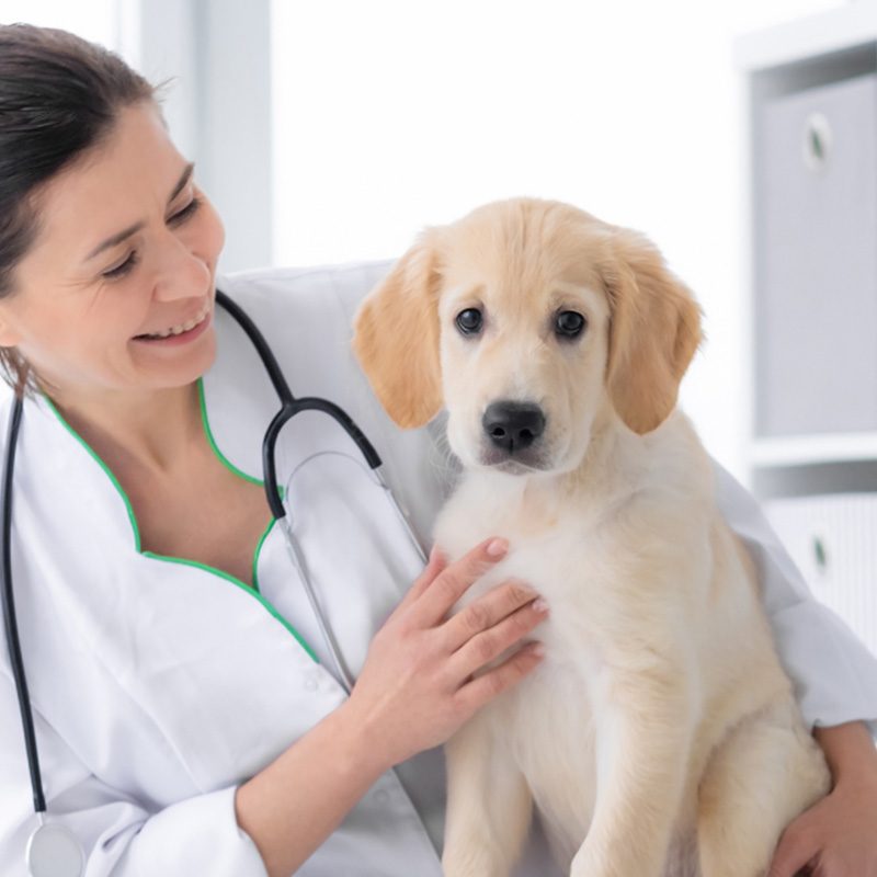 Curso de Especialização em Medicamentos de Uso Veterinário (Profissional)