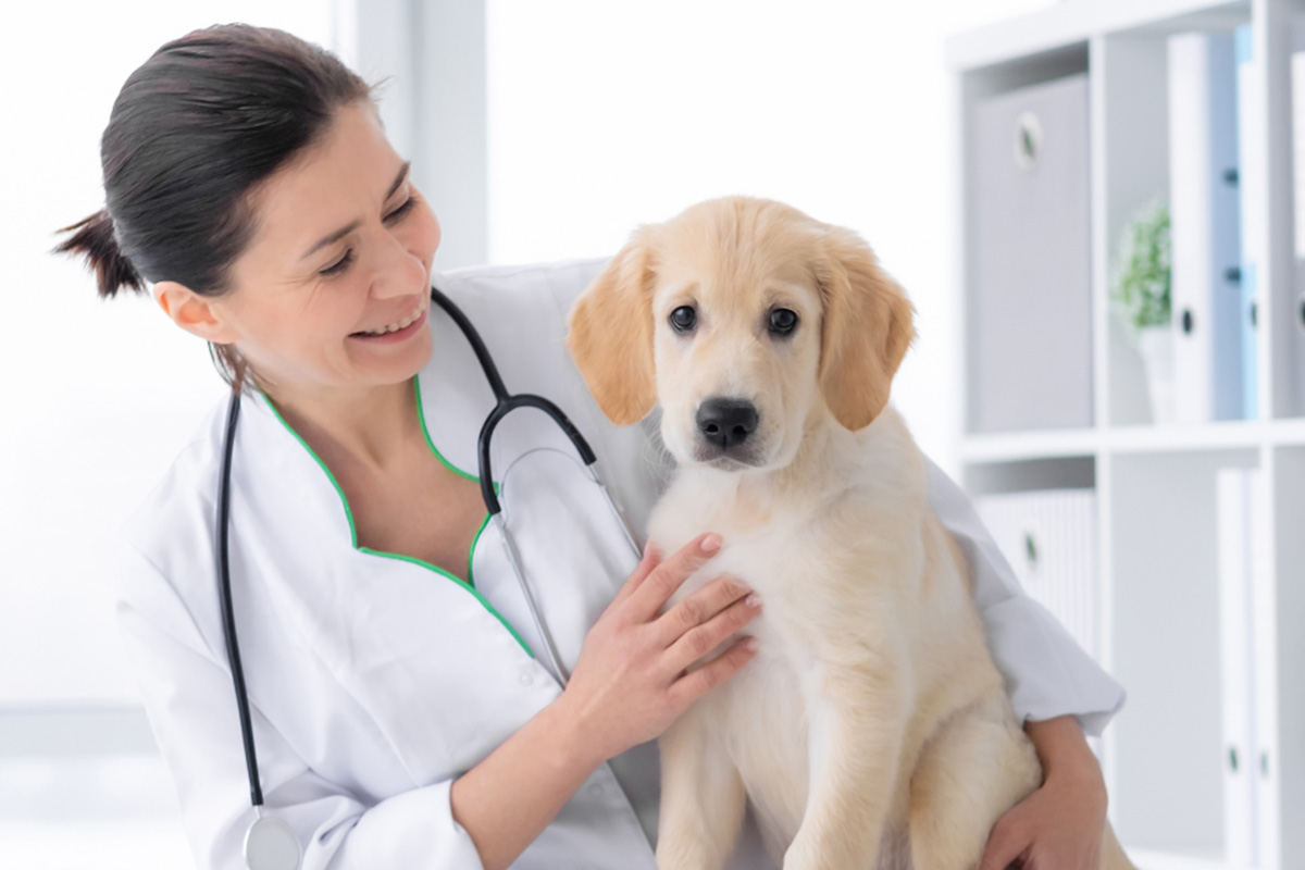 Curso de Especialização em Medicamentos de Uso Veterinário (Profissional)